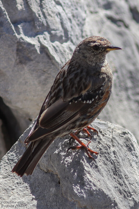 Accenteur alpinadulte, identification