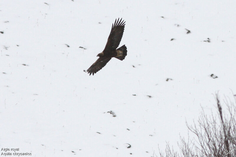 Golden Eagle