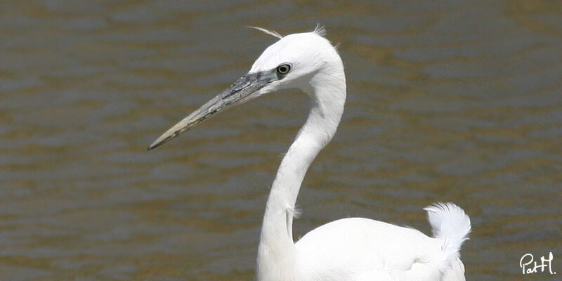 Aigrette garzetteadulte, identification