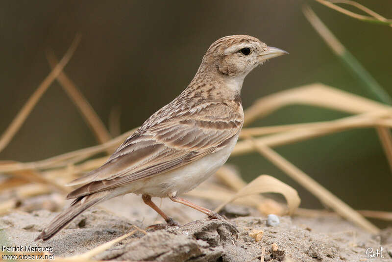 Alouette calandrelleadulte, identification