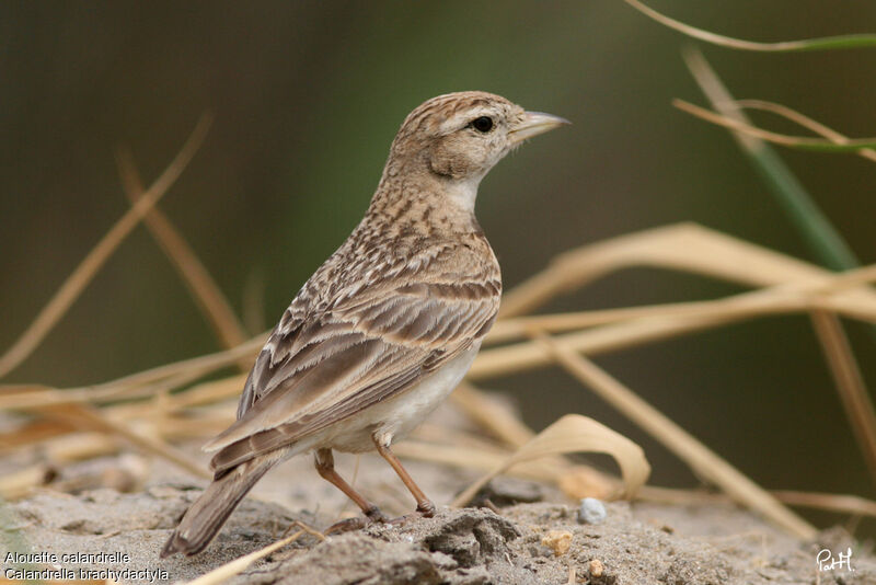 Greater Short-toed Larkadult, identification