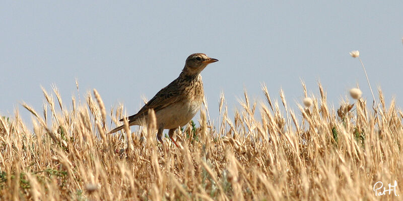 Eurasian Skylark, identification