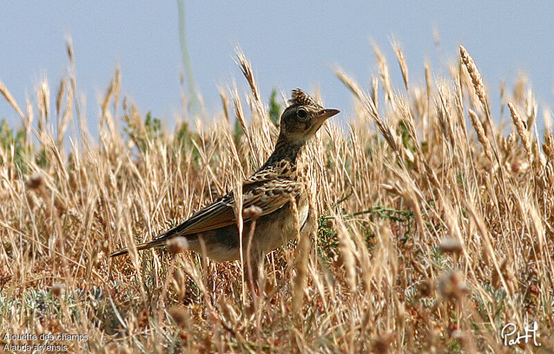 Alouette des champsadulte, identification