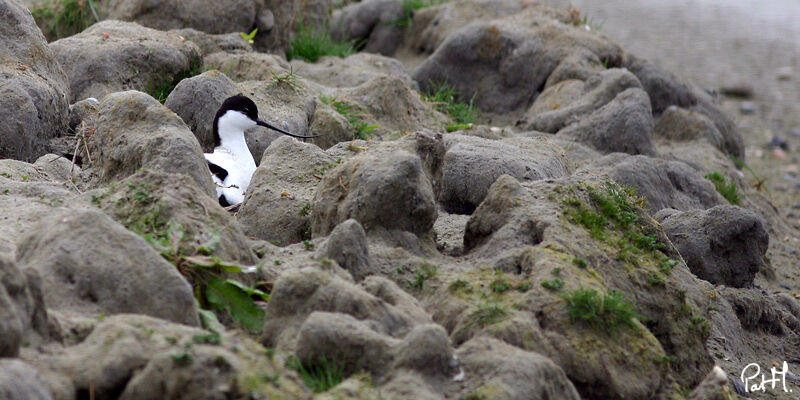 Avocette éléganteadulte, identification, Nidification, Comportement