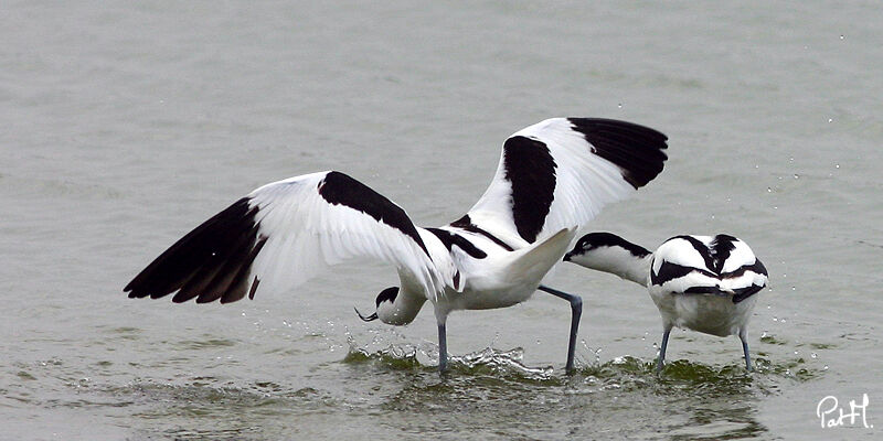 Avocette éléganteadulte, identification, Comportement