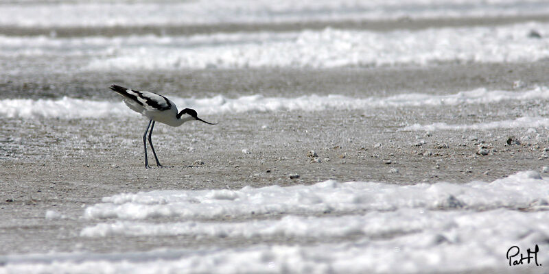 Pied Avocet, identification, Behaviour