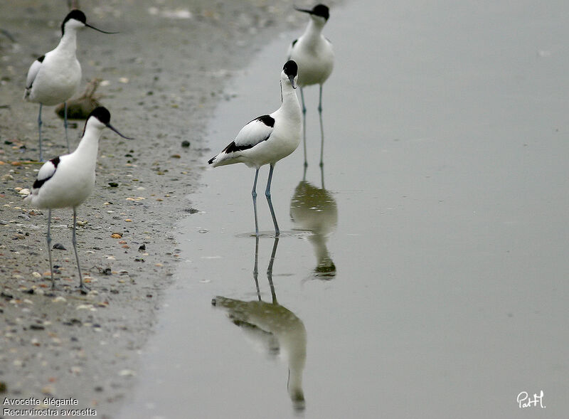 Pied Avocet