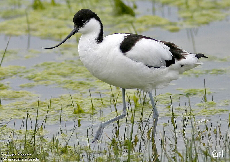 Avocette élégante, identification