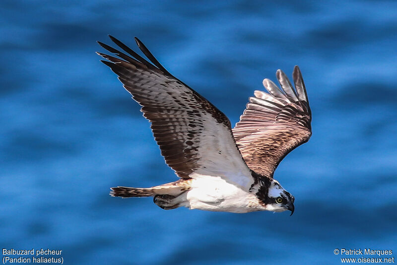 Balbuzard pêcheuradulte, identification