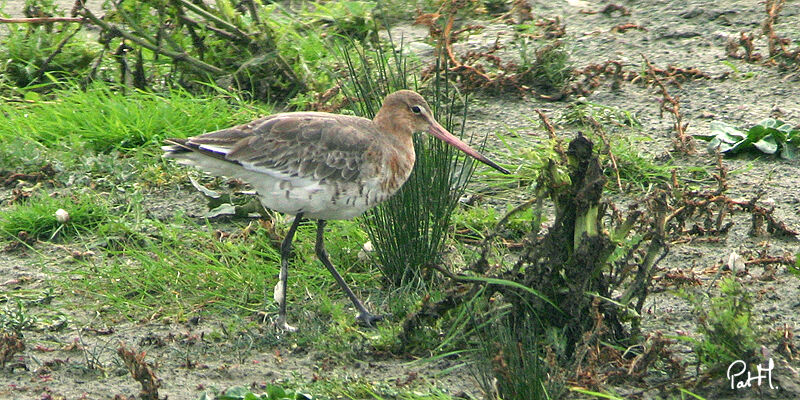 Black-tailed Godwitadult, identification