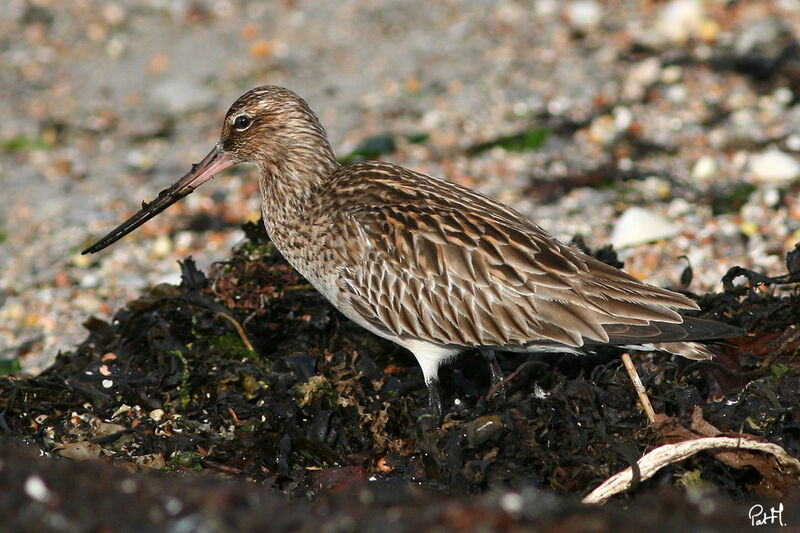 Barge rousse, identification