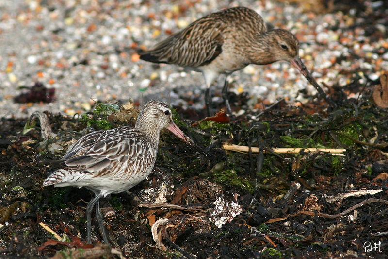 Bar-tailed Godwit, identification