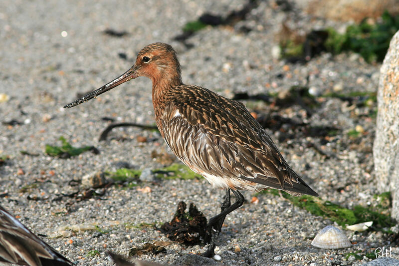 Bar-tailed Godwit, identification