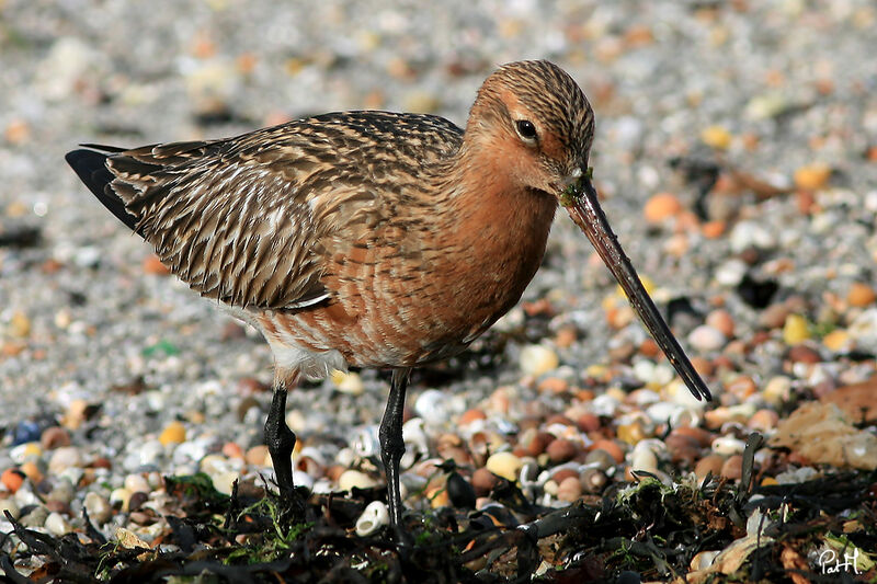 Bar-tailed Godwit, identification