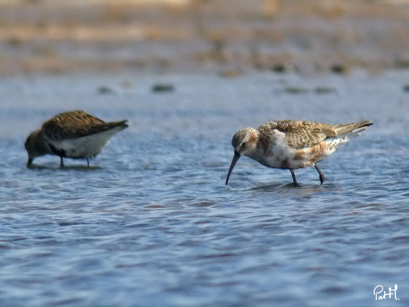 Curlew Sandpiper, identification