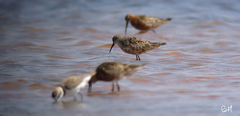 Curlew Sandpiper, identification