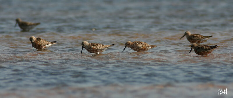 Curlew Sandpiper, identification