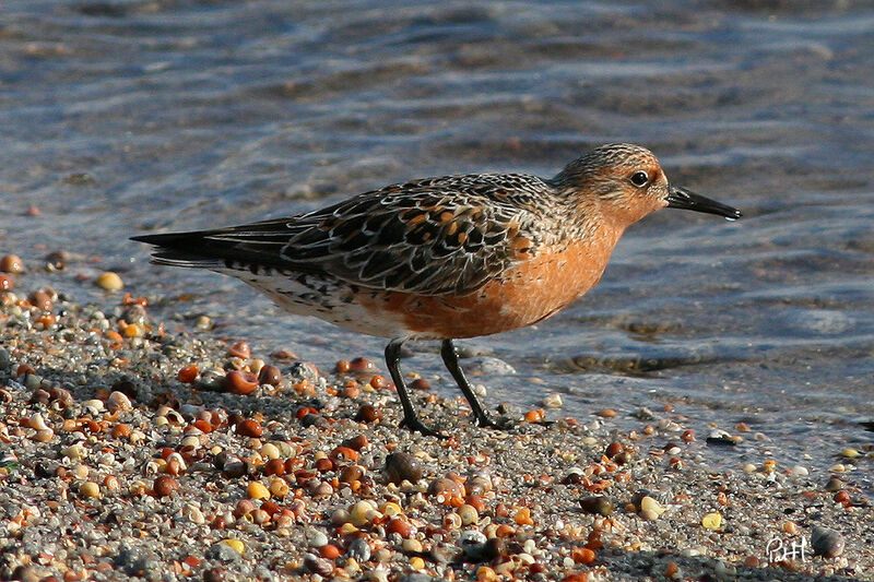 Bécasseau maubèche, identification