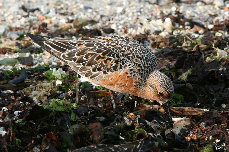 Red Knot, identification, feeding habits, Behaviour