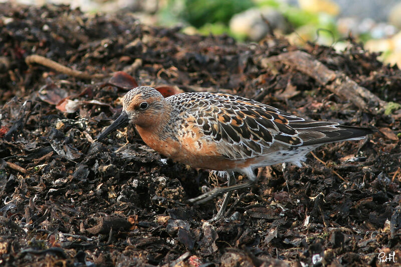 Bécasseau maubèche, identification