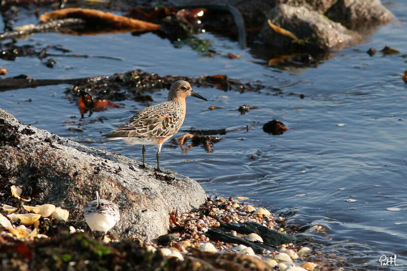 Bécasseau maubèche, identification