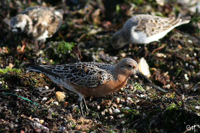 Bécasseau maubèche, identification, régime, Comportement