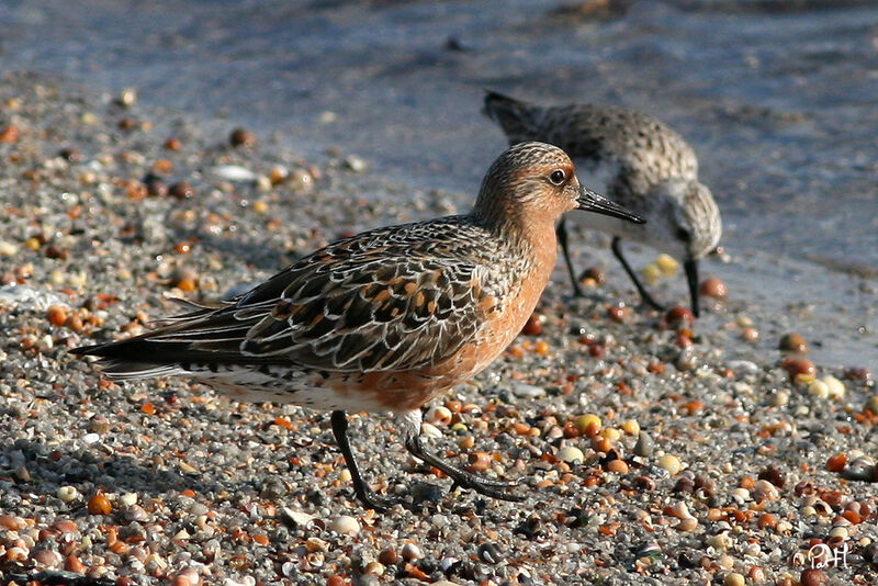 Bécasseau maubèche, identification