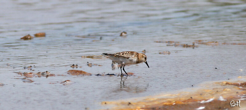 Little Stint male adult post breeding, identification