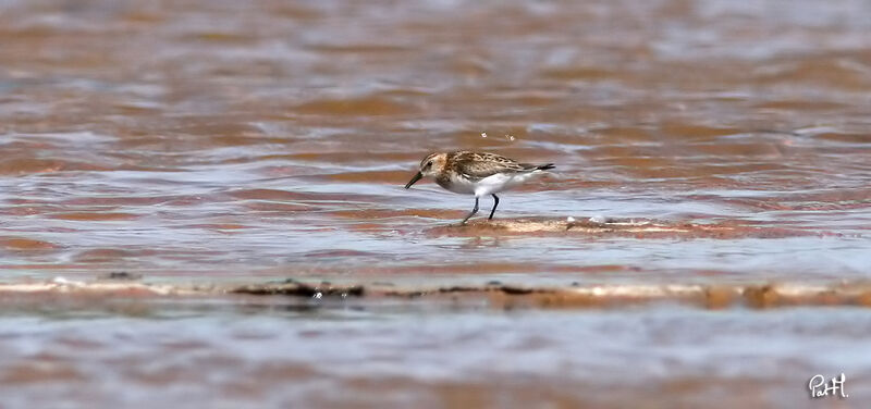 Bécasseau minute mâle, identification