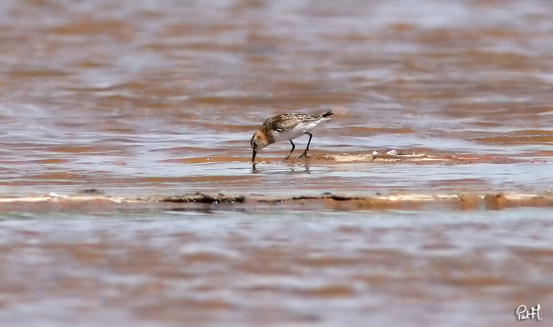 Little Stint male adult post breeding, identification