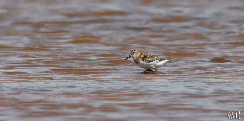 Little Stint male adult post breeding, identification