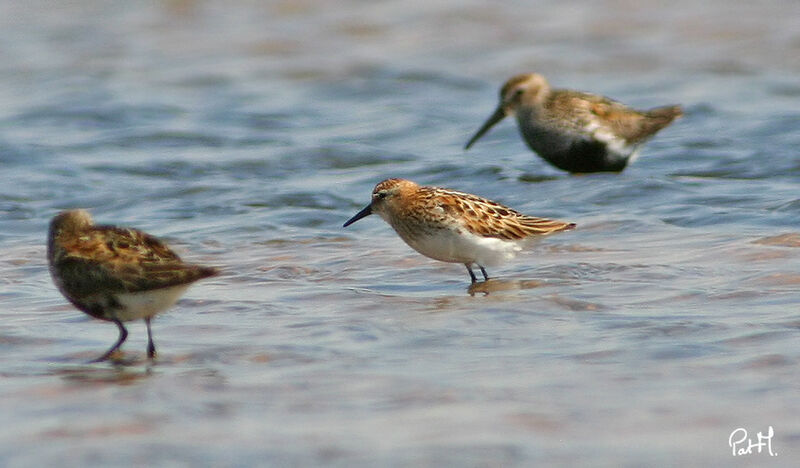 Little Stintadult breeding, identification