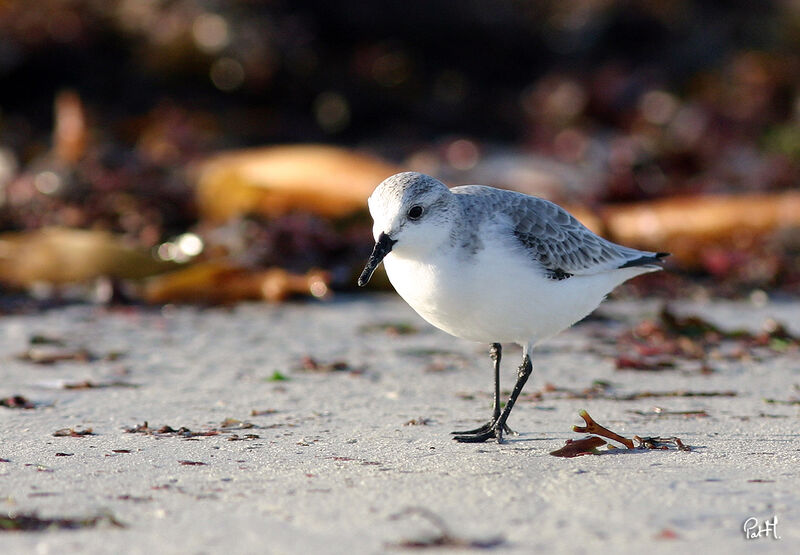 Bécasseau sanderling, identification