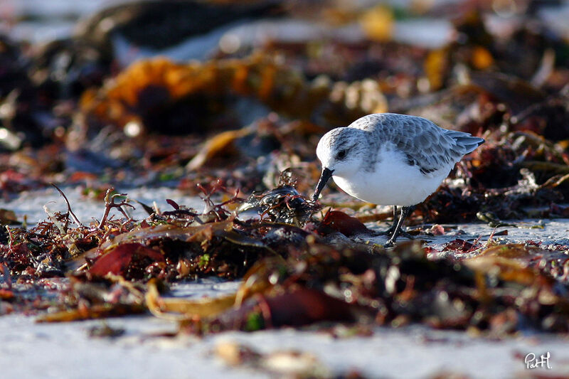 Sanderling, identification