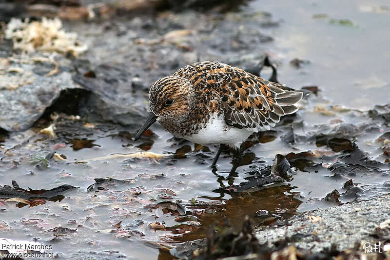 Bécasseau sanderlingadulte nuptial, identification