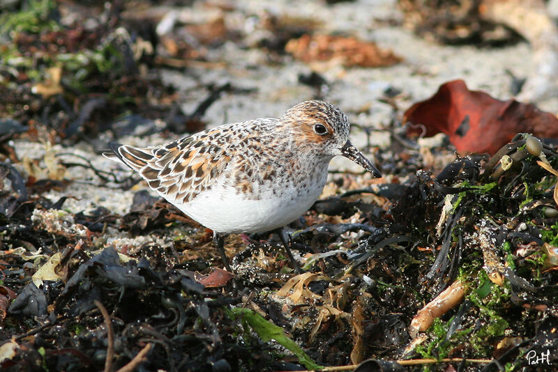 Sanderling, identification