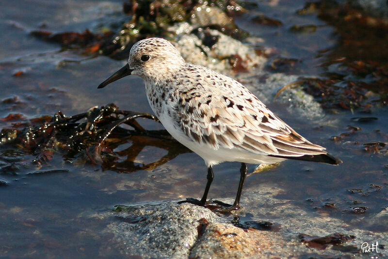 Sanderling, identification