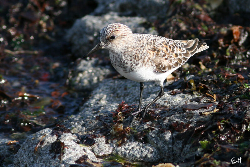 Bécasseau sanderling, identification