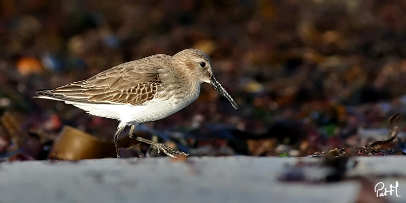 Dunlin