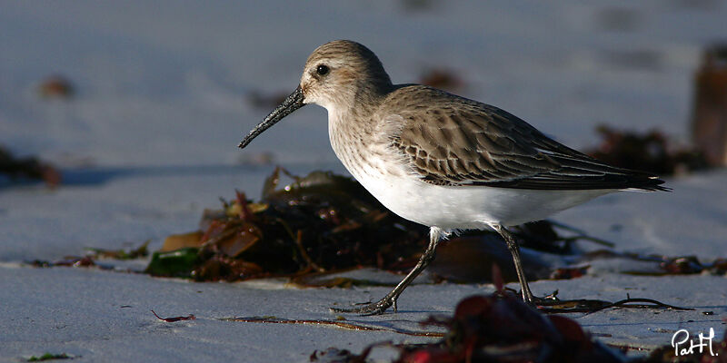 Dunlin, identification