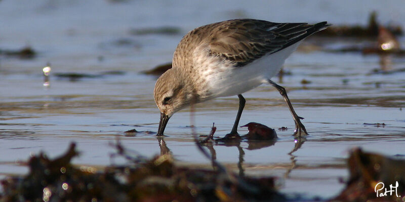 Dunlin, identification, feeding habits, Behaviour