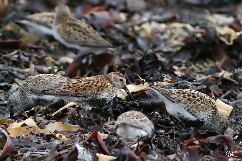 Dunlin, identification, feeding habits, Behaviour