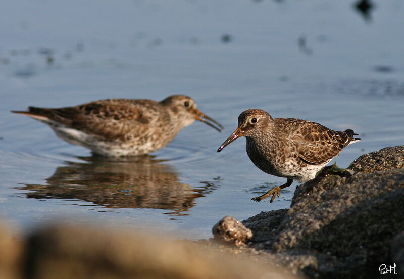 Purple Sandpiper, identification, Behaviour