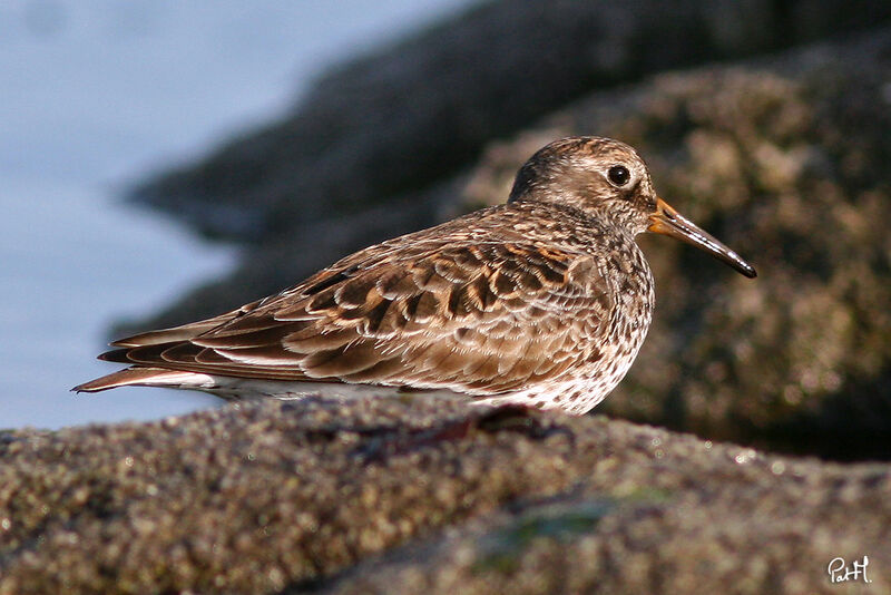 Purple Sandpiper, identification, Behaviour