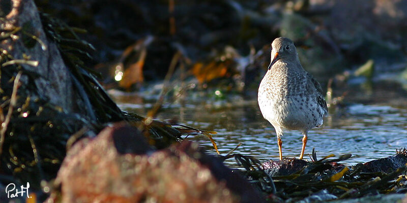 Purple Sandpiper, identification