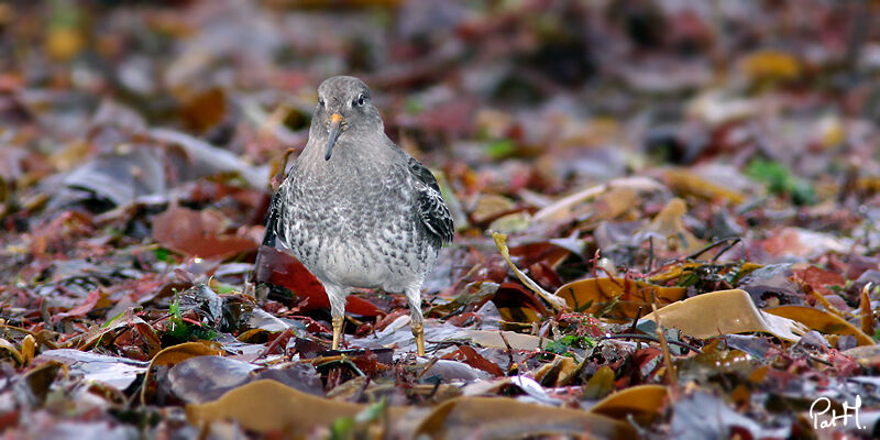 Purple Sandpiper, identification