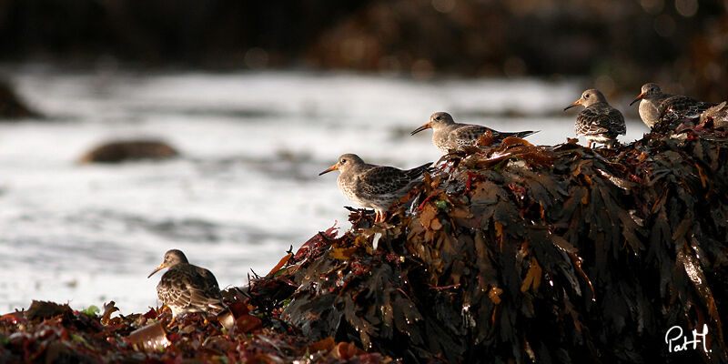 Purple Sandpiper, identification