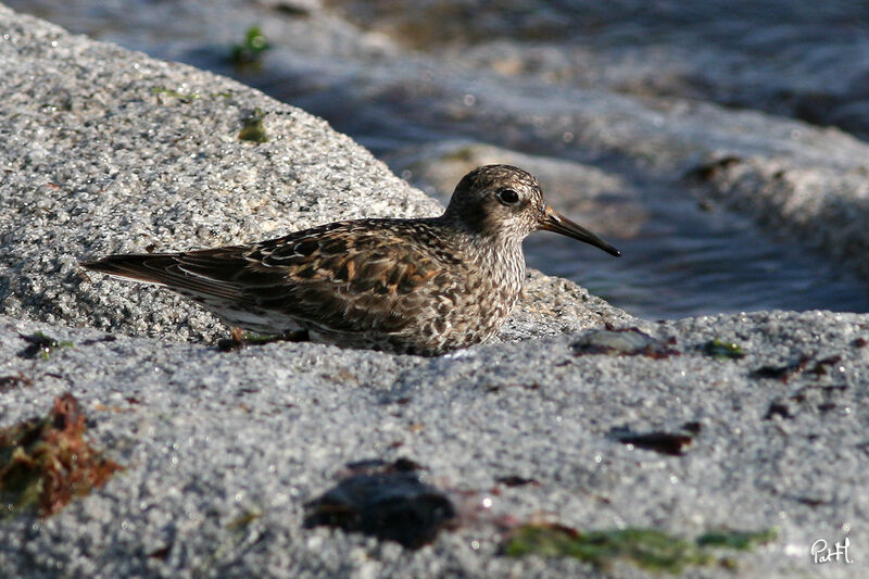 Purple Sandpiper, identification