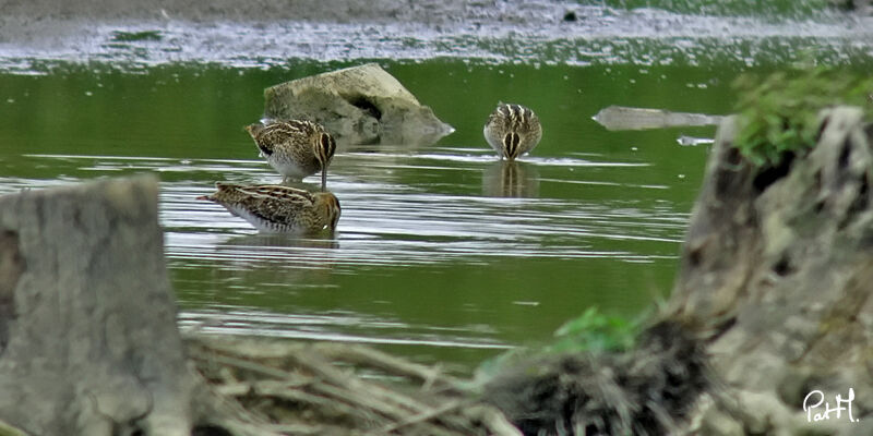 Common Snipe, identification, Behaviour