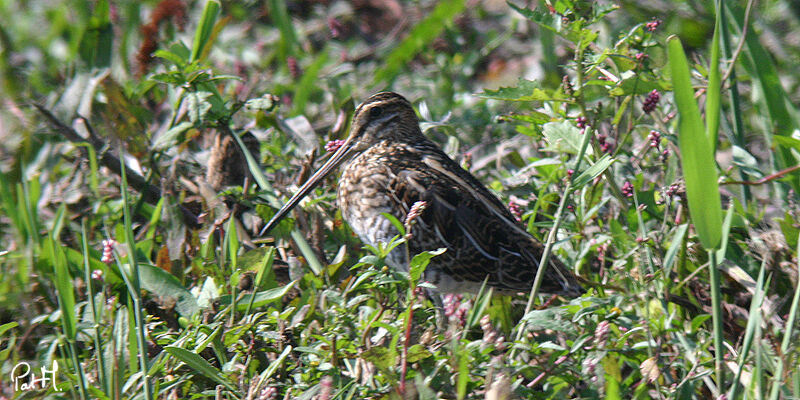 Bécassine des marais, identification